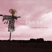 All The While by The Pines
