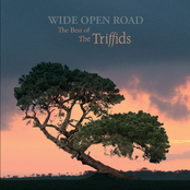 Wide Open Road - The Best of The Triffids