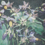 Between The Seed And The Timber