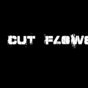 in cut flower