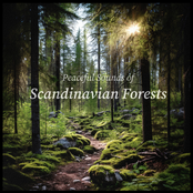 Peaceful Sounds of Scandinavian Forests