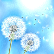 Feel Every Petal U Pluck