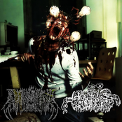 Split w/ Analinis Oratorius