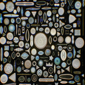 037: You Found a Diatom