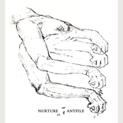 Nurture/Antpile Split