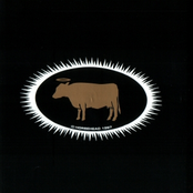 The Golden Cow Collection