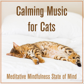 Calming Music For Cats: Meditative Mindfulness State of Mind