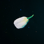 球根