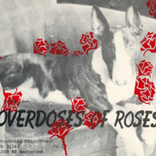 Gertie: Overdoses Of Roses