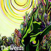 The Weeds: The Weeds