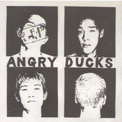 angry ducks