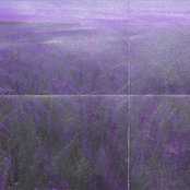 Sauntering the Thicket of the Weeping Valley