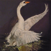 Animals Controlled by Our Dreams