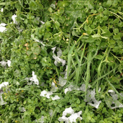 another inverno a bologna