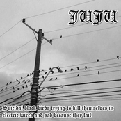 Suicidal Black Birds