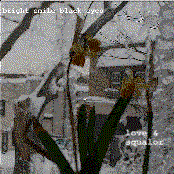 Love & squalor [post-blizzard songs for the unrequited]