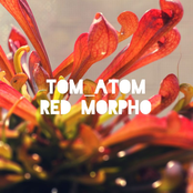 Red Morpho