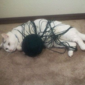 4000 Blood Overdrive GINSENG