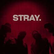 stray.