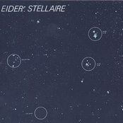 Eider Stellaire