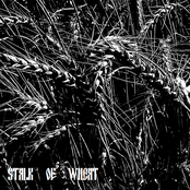 Stalk of Wheat