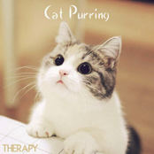 Cat Purring Therapy