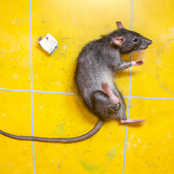 Rat elpee