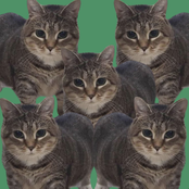 Oiiaoiia Cat (Slowed + Reverb)