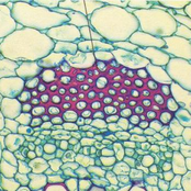 Sclerenchyma Removal