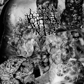 Verruciform Xanthoma