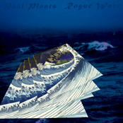 Rogue Wave