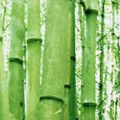 Bamboo EP