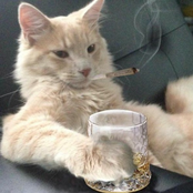 tangos der pakistani