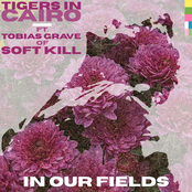 Tigers in Cairo: In Our Fields