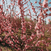 Never Thought Devault Remix