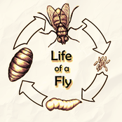 Life of a Fly