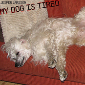My dog is tired