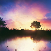 Lucent Sunrise