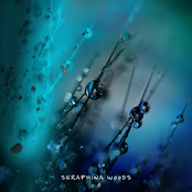 Seraphina Woods