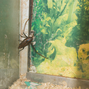 Sinister Transgression