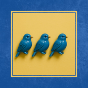 Bluebirds