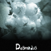 desmodus