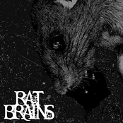 RAT BRAINS