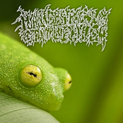 Hyalinobatrachium colymbiphyllum