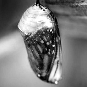 Improv Series, Vol. 3: Cocoon