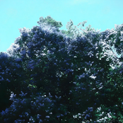 lilac's charm, forever in view