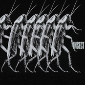 Insect