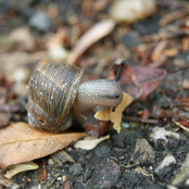 Earth, Sky, Moon and Sun
