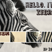 Hello, I'm Zebra