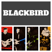 Blackbird